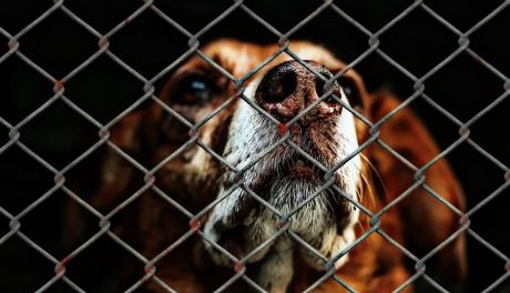 Psy ze schroniska w Pawłowie wciąż liczą, że ktoś je przygarnie. W każdej chwili można je adoptować