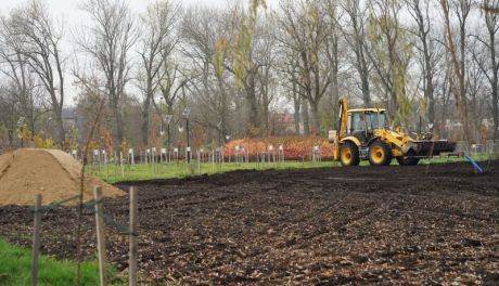 Będą zioła, warzywa i winorośle. W parku przy Augustiańskiej w Ciechanowie powstaje ogród