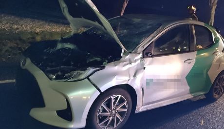 Bliskie spotkanie z łosiem w Kraszewie. Kierowca ranny, zwierzę martwe