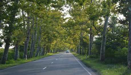 Zasnął i uderzył w drzewo. Motorowerzysta był kompletnie pijany