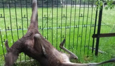 Łoś zawisł na ogrodzeniu, na ratunek ruszyli strażacy
