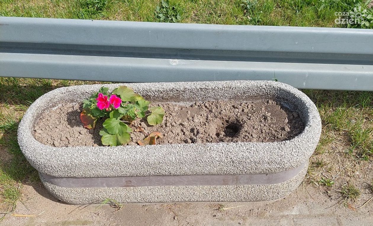 Znikające kwiaty