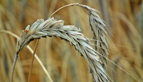Dopłaty do materiału siewnego: Rozpoczęto przyjmowanie wniosków o wsparcie dla producentów rolnych