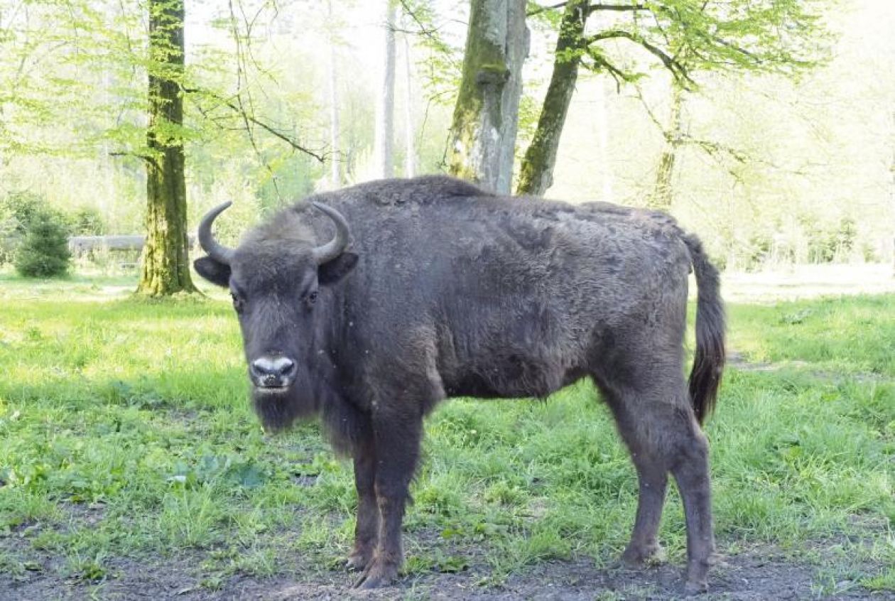 Kto da więcej- ten wygra!