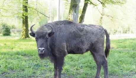 „Razem dla żubra” – mławski konkurs dla szkół
