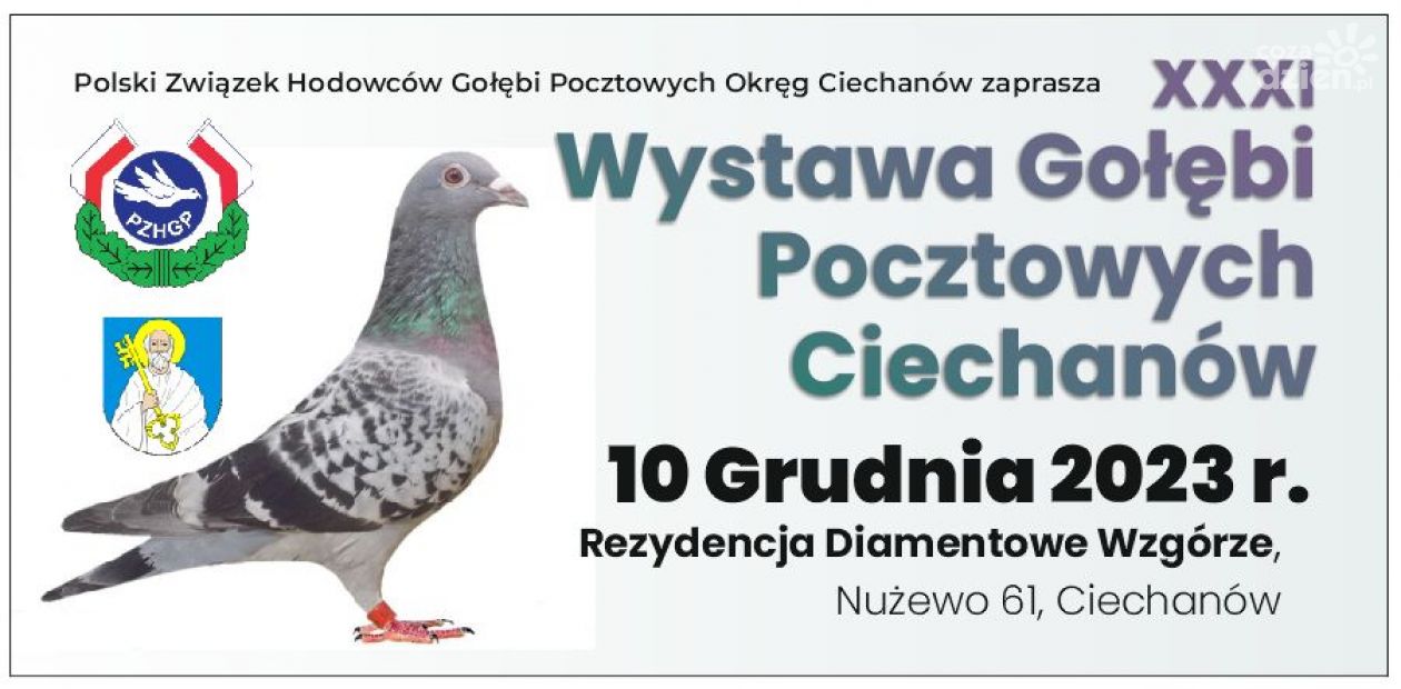 Wylicytuj gołębia i wspomóż zbiórkę dla chorego chłopca