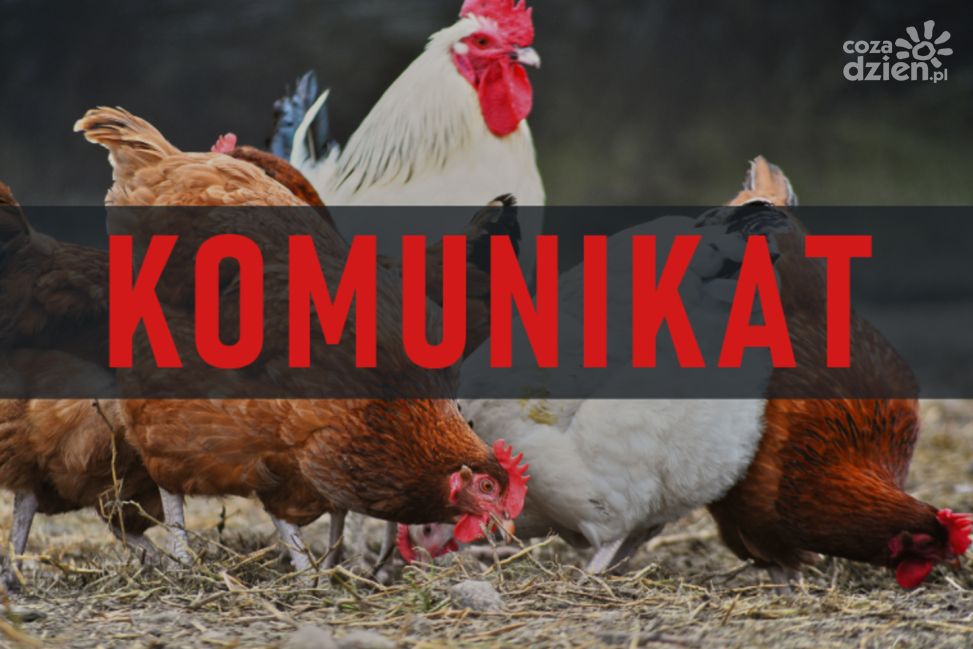 Ptasia grypa: nakaz trzymania drobiu w zamknięciu