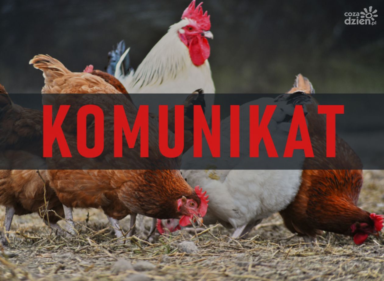 Grypa ptaków atakuje