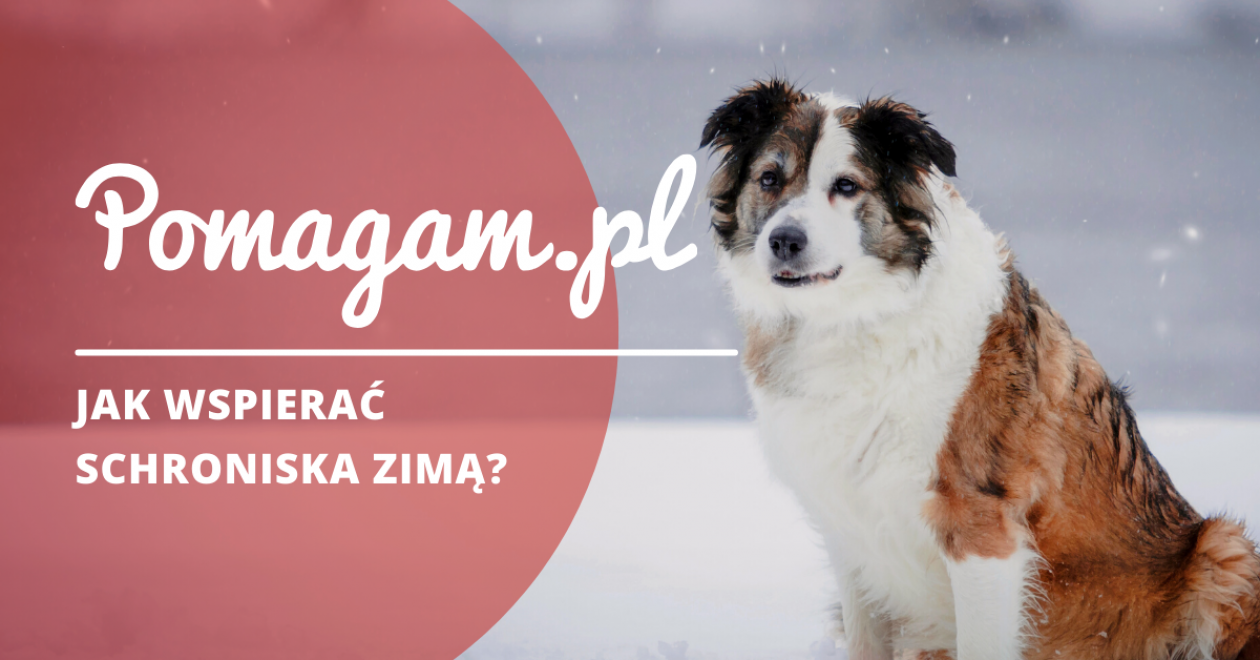 Pamiętajmy o zwierzętach