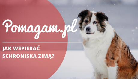 Pomoc schroniskom dla zwierząt w okresie zimowym - wsparcie, darowizny i wolontariat