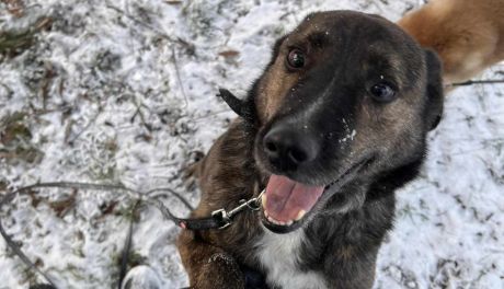 Potrzebna pomoc! Schronisko w trudnym okresie zimowym poszukuje osób chętnych do wolontariatu
