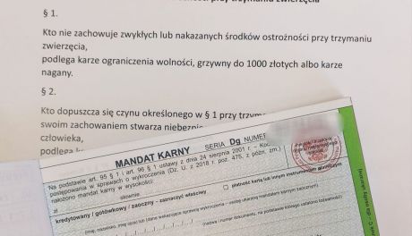 Właściciele psów muszą być świadomi swoich obowiązków