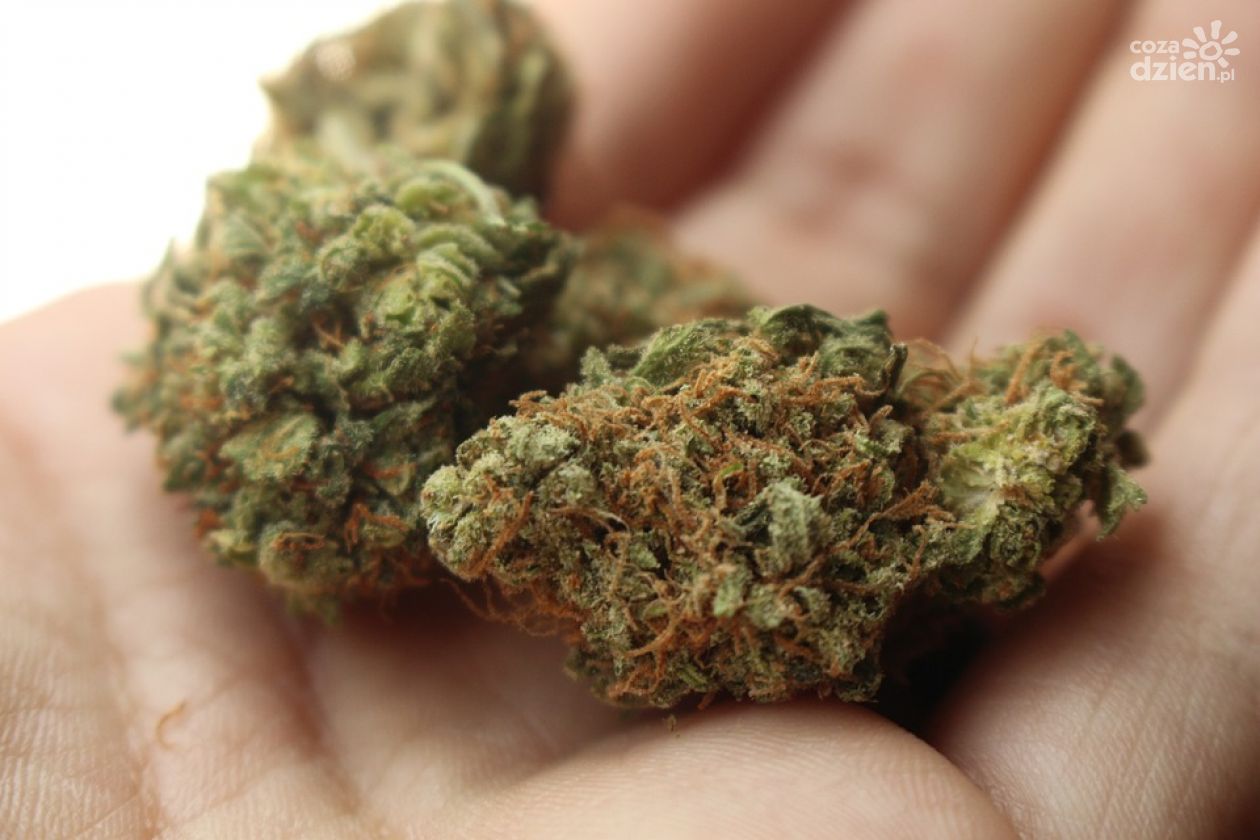 Marihuana w mieszkaniu! Policja wkroczyła