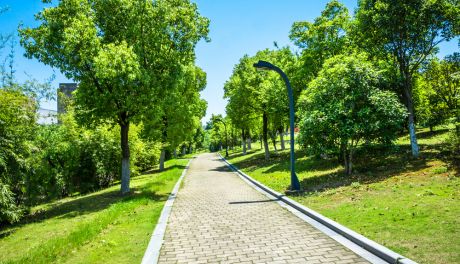 Czym jest ekspertyza dendrologiczna drzewa?