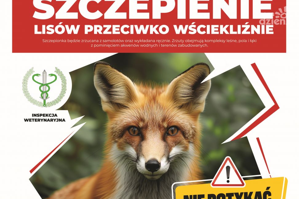 Dodatkowe szczepienia lisów na Mazowszu