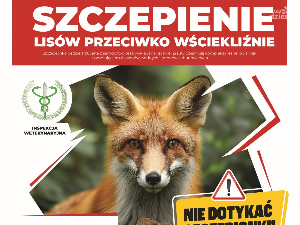 Lisy na Mazowszu będą szczepione