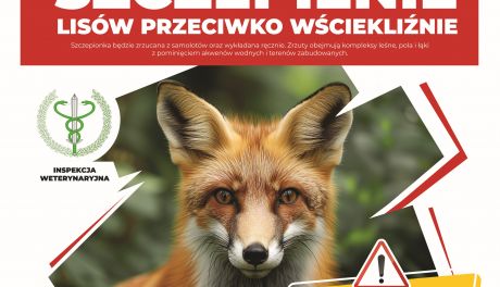 Dodatkowe szczepienia lisów na Mazowszu