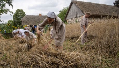 Żniwa w skansenie w Sierpcu – podróż do przeszłości