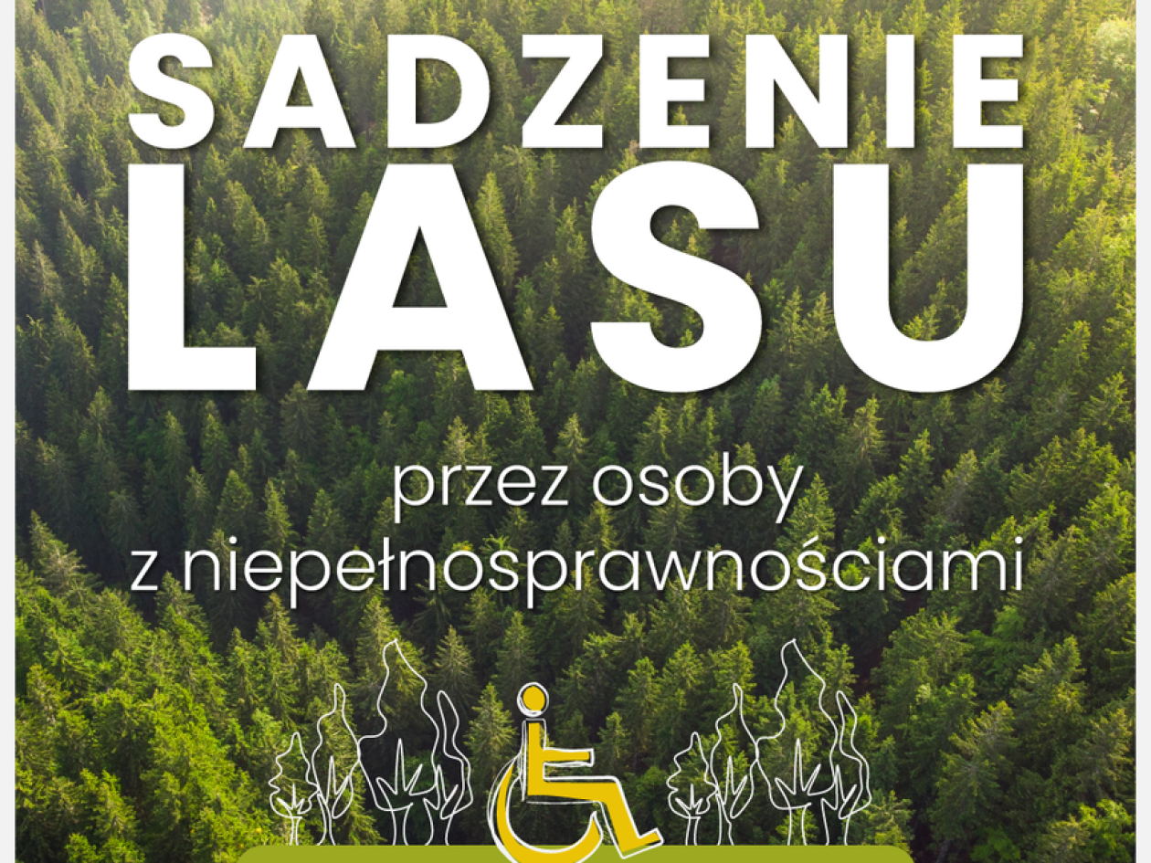 Będą sadzić drzewa w lekowskim lesie