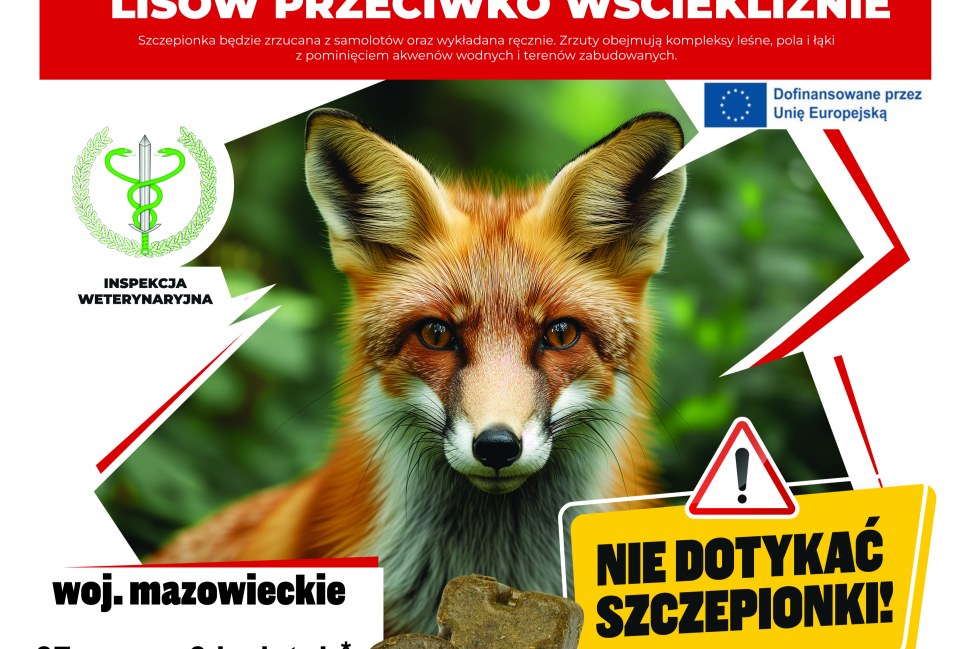 Uwaga! Szczepienie lisów przeciwko wściekliźnie na Mazowszu - ważne informacje dla właścicieli zwierząt