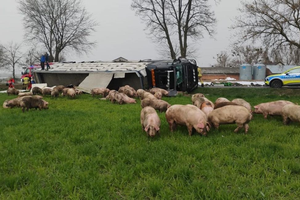 Ciężarówka ze świniami w rowie, zwierzęta rozbiegły się po okolicy