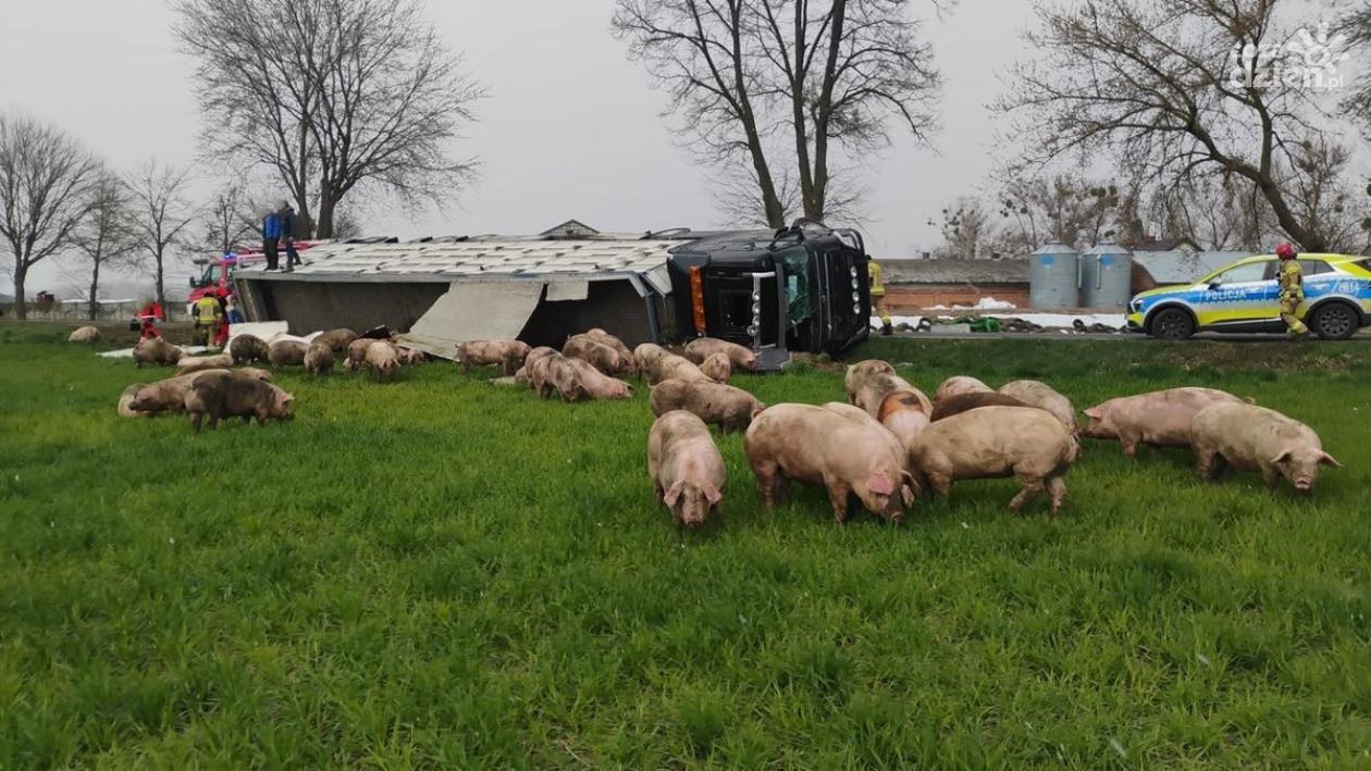 Świnie rozbiegły się! Wypadek tira